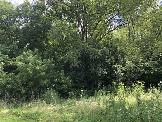 Photo of the forest behind the motel