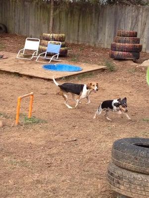 Rocky getting chased, probably asked for it!