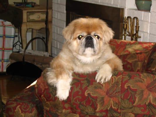 Ronan McNamara the shop guard dog