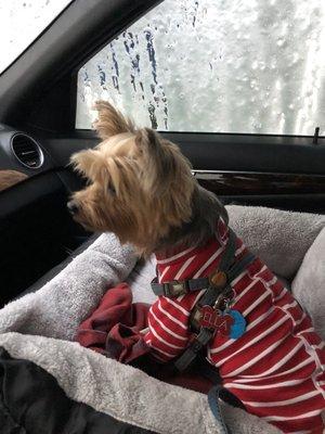 Dog in a car wash curious