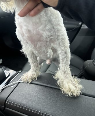 Matted foot hair left on chest is matted