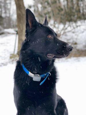 Hans - black German Shepherd Dog