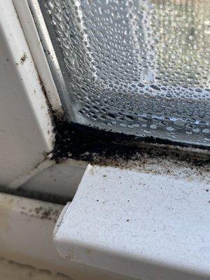 Black mold in bedrooms