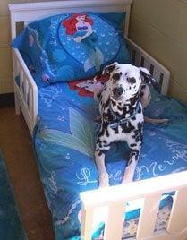 Kenzie enjoying one of the Bed & Breakfast Suites.