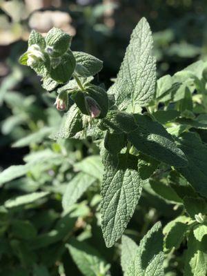 City hall has a gorgeous sage garden - green thumbs should definitely check it out!