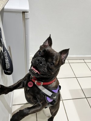 Exploring the exam room and smelling all the things.