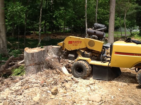 Stump Grinding