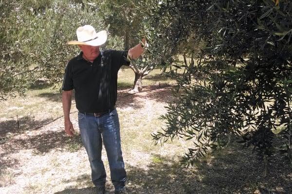 The owner inspects tiny buds that will turn into olives in a few months.