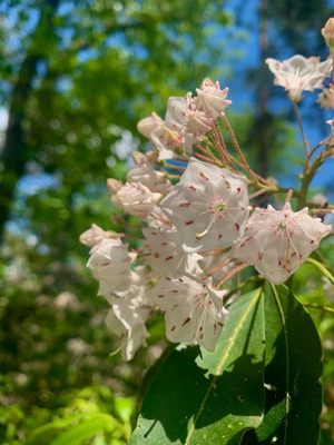 mountain laurel flower