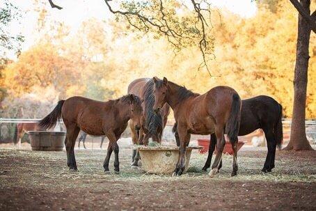 All About Equine Used Tack Store