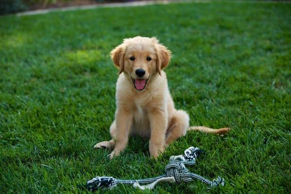 Winchester Goldens