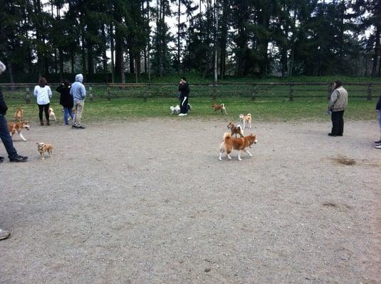 Shiba inu meetup Mar 2013