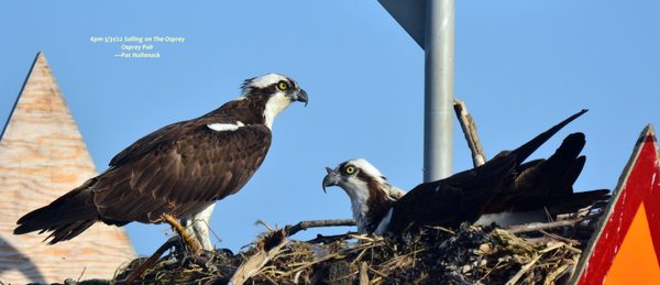 Osprey Pair