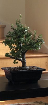 Dwarf Jade Bonsai -