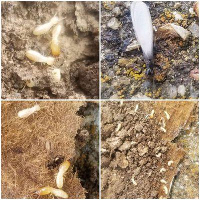 Termite season is coming soon, is your home protected?