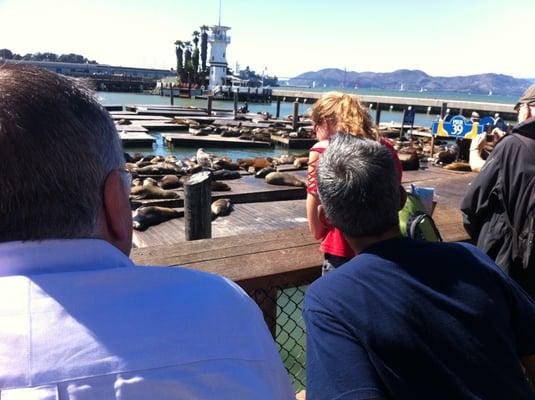 Outing to see the sealions at Pier 39