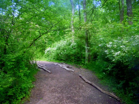 Main trail