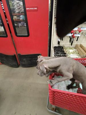 My pups waiting to get their shots earlier this year.