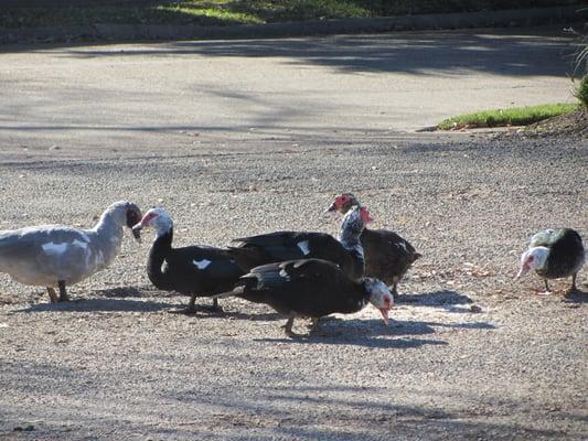 Someone poured oatmeal onto the asphalt parking lot near the tennis courts; the muscovies pick at it. Good food, poor execution.