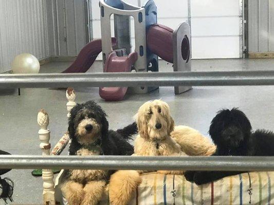 Brammer Farms : The Shaggy Hound Pet Hotel and Daycare