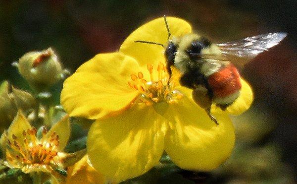 Bee in the 4593 Broadway Studio garden.