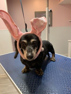 Rosie is ready for Easter fun.