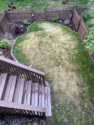 My yard after Pro Grass over treated, taken 6/21/22.