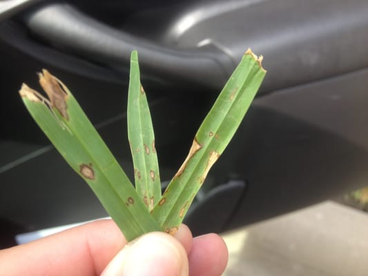 Leaf spot disease in grass. Will require a disease control application.