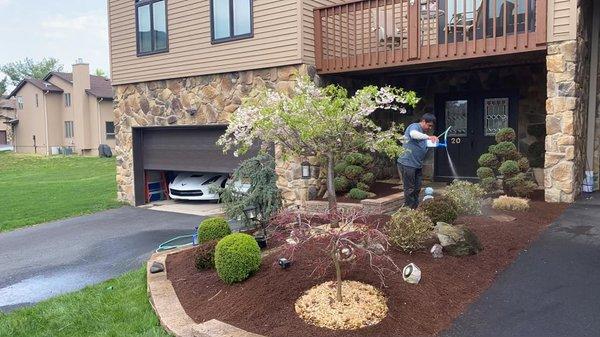 Garden design for one of our customers with mulch installation and planting of trees , with a small decorative rocks around tree.