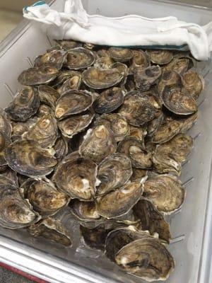 Fresh batch of oysters for Friday night.