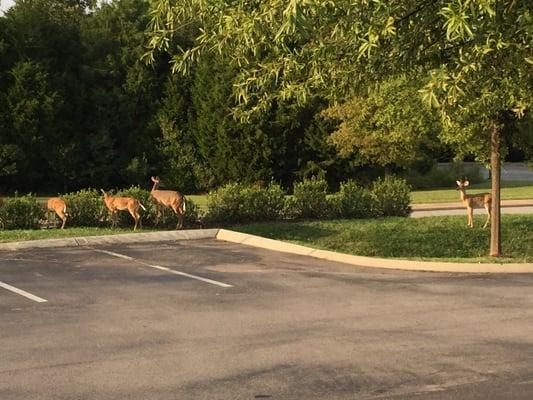 Our parking lot deer family.