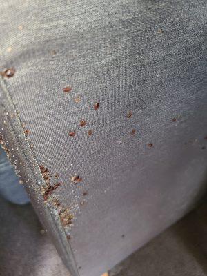 Couch cushion cover in Bed Bugs