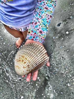 Its why they call it Shell Island! Let Salty Feet Adventures take you there!