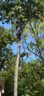 Tree Fellers cutting down an oak tree.