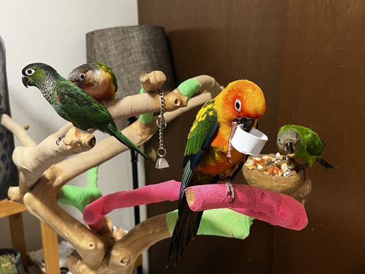 The said conures!