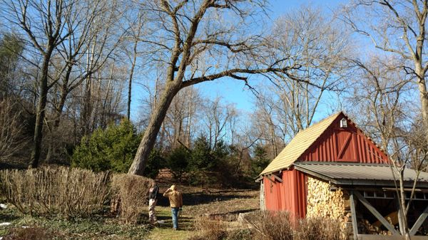 Tree Over a shed removed.