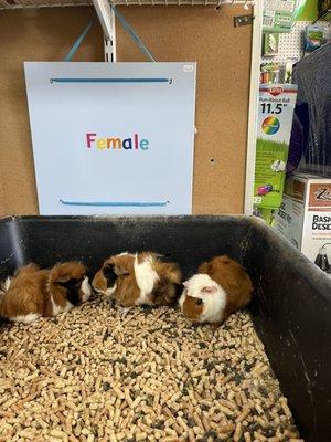 Guinea Pigs - I fell in love with the one with the white head band!