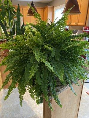 Boston fern