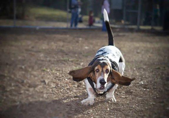 The area for small dogs is large enough for them to run around.