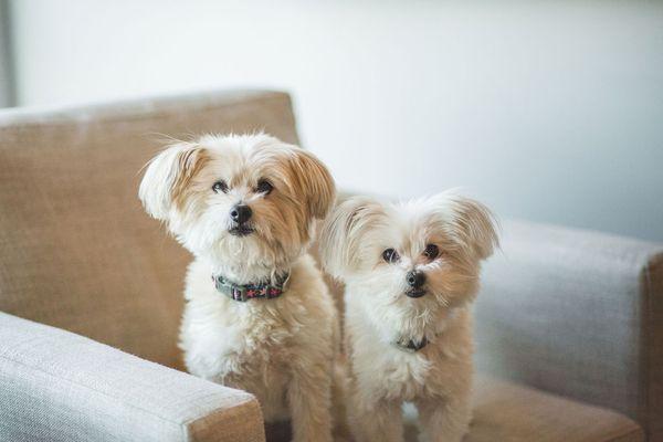 Shop dogs Sophie and Louie