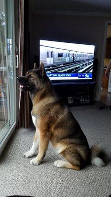 Takara, a year and a half old female Akita