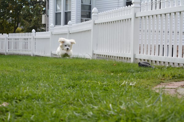 Fufinha Pereira from Sleepy Hollow, NY learning how to fetch on cue