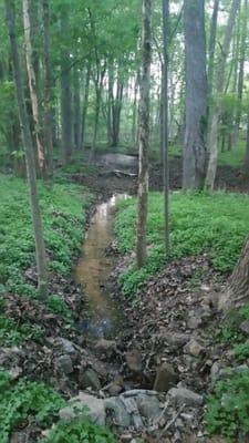 Sally Ormsby Park:  Along Trail