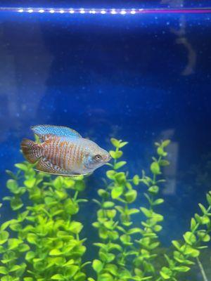 Dwarf  gourami