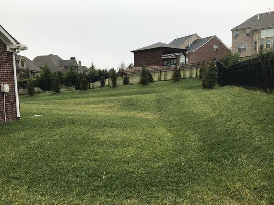 Yellowed back yard and is only green where you can see where he drove the fertilizing machine.