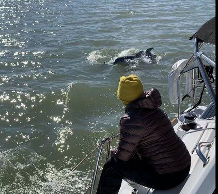 Dolphins in the bay from a sailboat