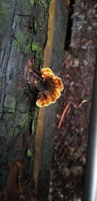 Mushrooms at Redwood Regional Park