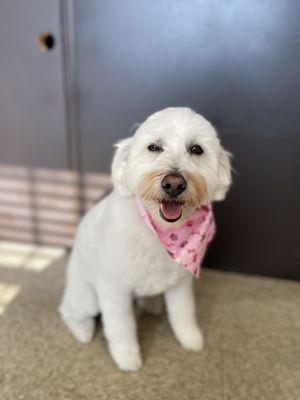 My puppy post-groom!