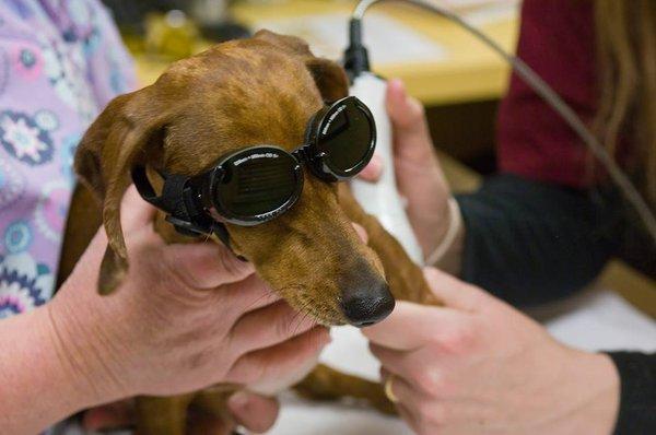 Village Veterinarian