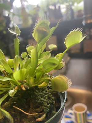 My Venus fly trap is getting full. Two traps are enjoying a week long dinner from a fly and an ant